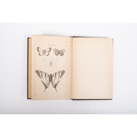 ŻEBRAWSKI T., Owady łuskoskrzydłe czyli motylowate z okolic Krakowa, Kraków 1860