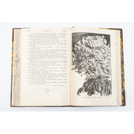 OGRODNICTWO. Organ Towarzystwa Ogrodniczego w Krakowie. Rocznik drugi,  1899