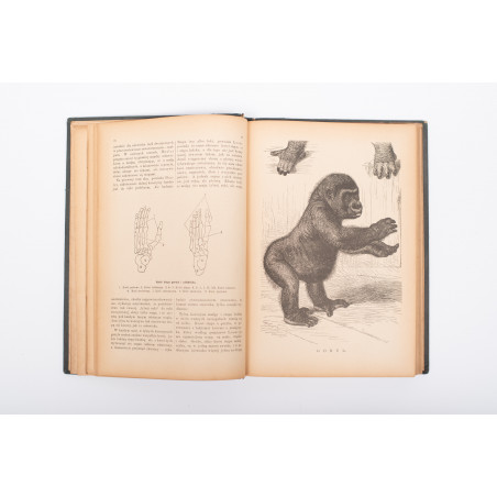 PLATZ, Człowiek, jego pochodzenie, rasy i dawność. Przeł. K. Jurkiewicz, Warszawa 1892