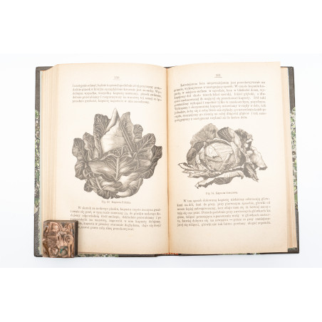 KACZYŃSKI J., Warzywa w gruncie. Z 105-ma drzeworytami, Warszawa 1886