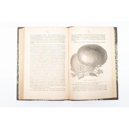 KACZYŃSKI J., Warzywa w gruncie. Z 105-ma drzeworytami, Warszawa 1886