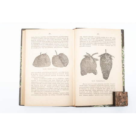 KACZYŃSKI J., Warzywa w gruncie. Z 105-ma drzeworytami, Warszawa 1886