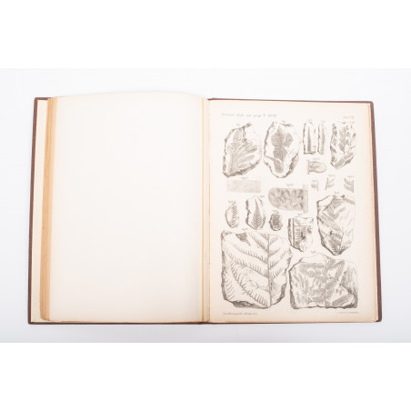 RACIBORSKI M., Flora kopalna ogniotrwałych glinek krakowskich, Kraków 1894