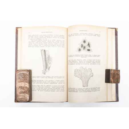 AGASIZZ L., Plan stworzenia. Odczyty o podstawach przyrodzonych powinowactwa między zwierzętami, Warszawa 1876