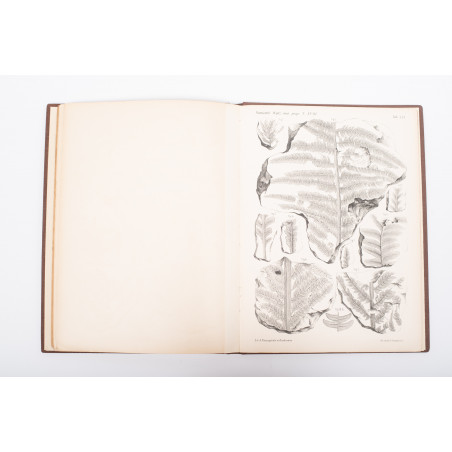 RACIBORSKI M., Flora kopalna ogniotrwałych glinek krakowskich, Kraków 1894