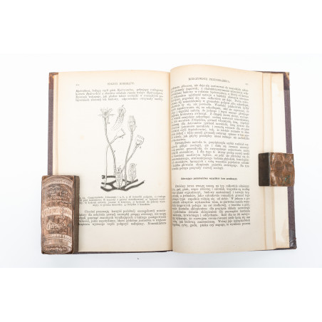 AGASIZZ L., Plan stworzenia. Odczyty o podstawach przyrodzonych powinowactwa między zwierzętami, Warszawa 1876