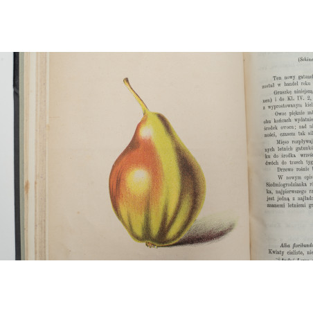 FLORA. Czasopismo botaniczno–ogrodnicze. Organ Lwowskiego Towarzystwa. I-VI,  1870