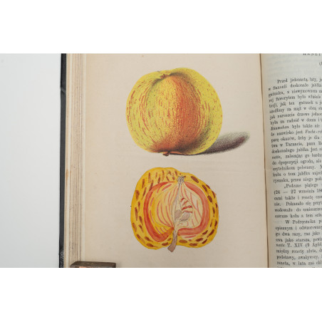 FLORA. Czasopismo botaniczno–ogrodnicze. Organ Lwowskiego Towarzystwa. I-VI,  1870