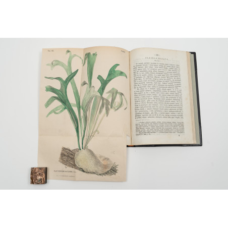 FLORA. Czasopismo botaniczno–ogrodnicze. Organ Lwowskiego Towarzystwa. I-VI,  1870