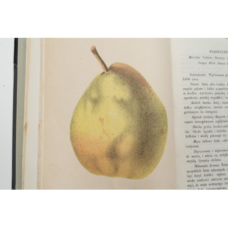 FLORA. Czasopismo botaniczno–ogrodnicze. Organ Lwowskiego Towarzystwa. I-VI,  1870