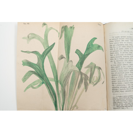 FLORA. Czasopismo botaniczno–ogrodnicze. Organ Lwowskiego Towarzystwa. I-VI,  1870