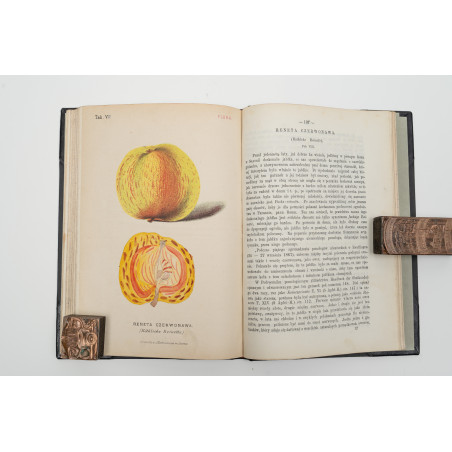 FLORA. Czasopismo botaniczno–ogrodnicze. Organ Lwowskiego Towarzystwa. I-VI,  1870