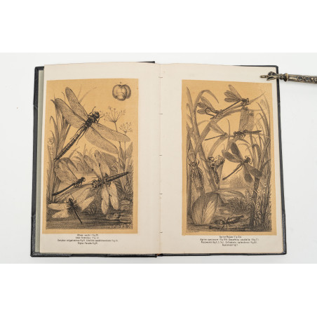 PRZYRODNIK. Sześciotygodnik popularny. Rok drugi, Lwów  1872