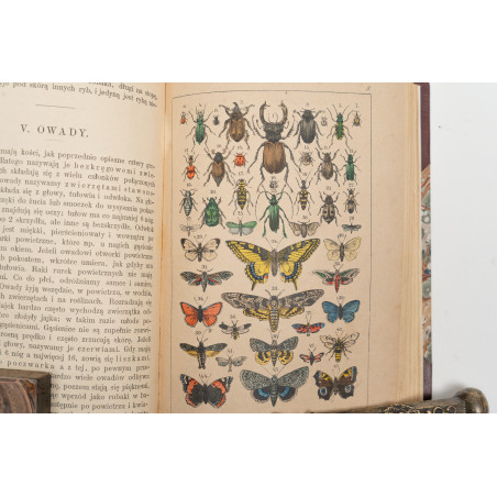 STRAESSLE Fr., Historya naturalna dla młodzieży. Wydanie czwarte, Warszawa 1887