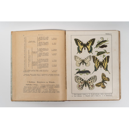 DYKOWSKI B., Atlas motyli krajowych. Z 218 wizerunkami kolorowemi, Warszawa 1906
