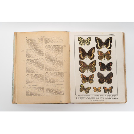 DYKOWSKI B., Atlas motyli krajowych. Z 218 wizerunkami kolorowemi, Warszawa 1906