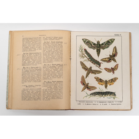 DYKOWSKI B., Atlas motyli krajowych. Z 218 wizerunkami kolorowemi, Warszawa 1906