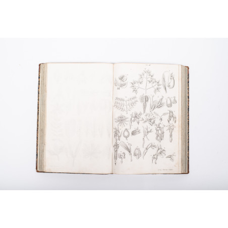 RICHARD A., Zasady botaniki i fizyologii roślin ułoż. przez Sz. Pisulewskiego, Warszawa 1840