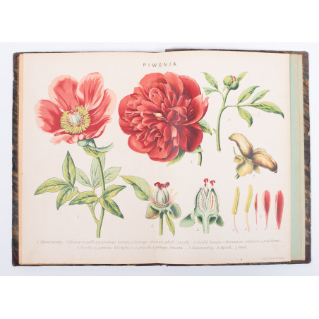 ROSTAFIŃSKI J., Botanika szkolna dla klas niższych, Kraków 1886