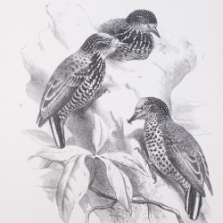 TACZANOWSKI W., Liste des Oiseaux recueillis par M. Stolzmann au Perou nord–oriental, 1882
