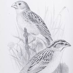 TACZANOWSKI W., Liste des Oiseaux recueillis en 1876 au nord du Perou occidental par MM. Jelski, 1877