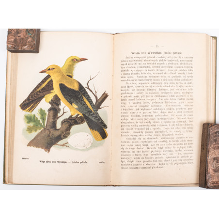 DYAKOWSKI B., Ptaki pożyteczne naszych lasów, pól i ogrodów, Warszawa  [1915]