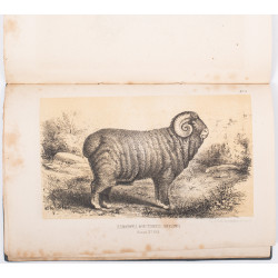 STANOWSKI J., Książka rodowodowa znakomitszych owczarni zarodowych, nie przed 1868