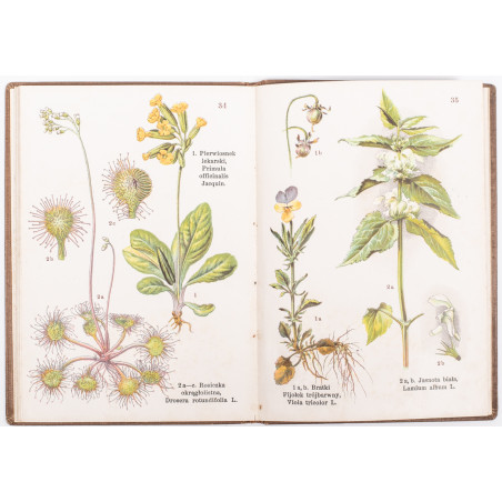 ATLAS ZIÓŁ LECZNICZYCH. 74 rysunki kolorowe na 46 tablicach, Warszawa [b.r.] 