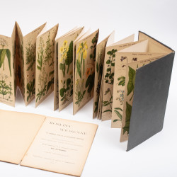 ARCT-GOLCZEWSKA M., Kwiaty wiosenne. 174 barwnych rycin na 40 rozciąganych tablic, Warszawa 