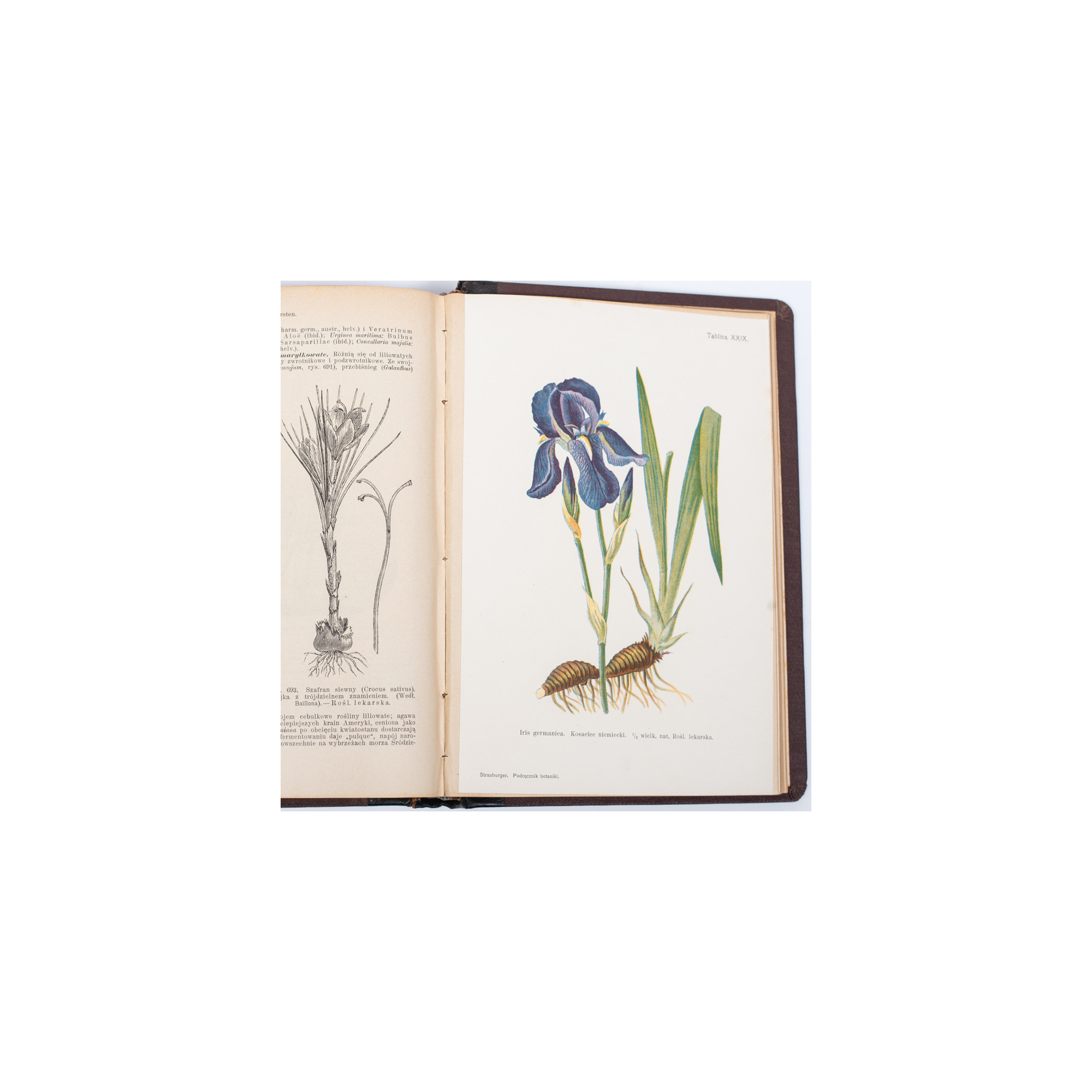STRASBURGER E. et al., Podręcznik botaniki dla szkół wyższych, Warszawa  1915