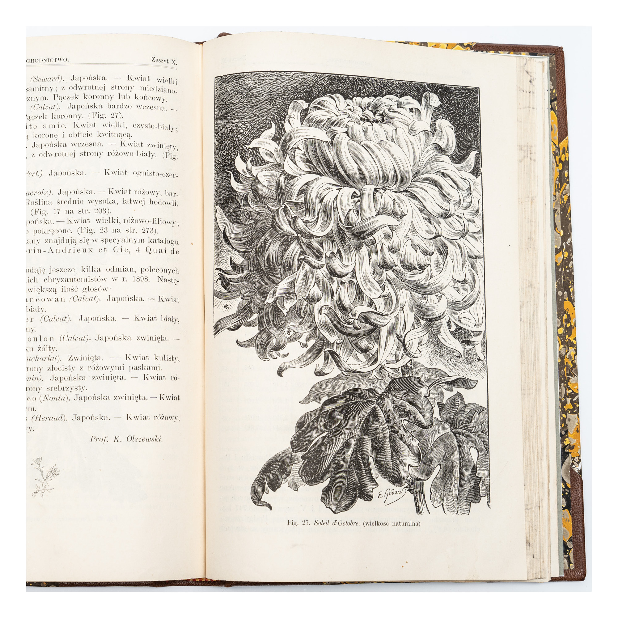 OGRODNICTWO. Organ Towarzystwa Ogrodniczego w Krakowie. Rocznik drugi,  1899