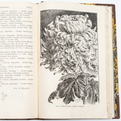 OGRODNICTWO. Organ Towarzystwa Ogrodniczego w Krakowie. Rocznik drugi,  1899