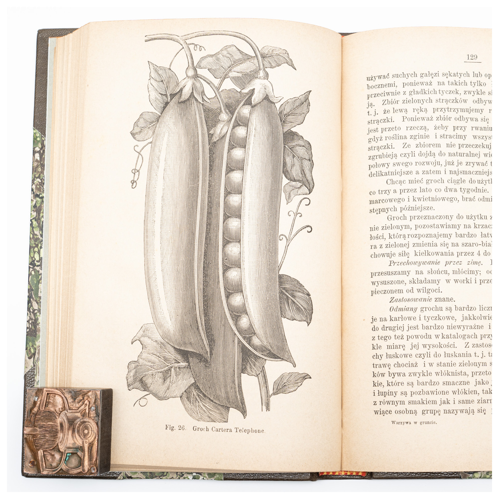 KACZYŃSKI J., Warzywa w gruncie. Z 105-ma drzeworytami, Warszawa 1886