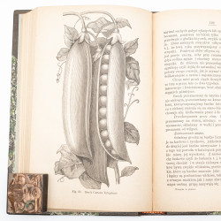 KACZYŃSKI J., Warzywa w gruncie. Z 105-ma drzeworytami, Warszawa 1886