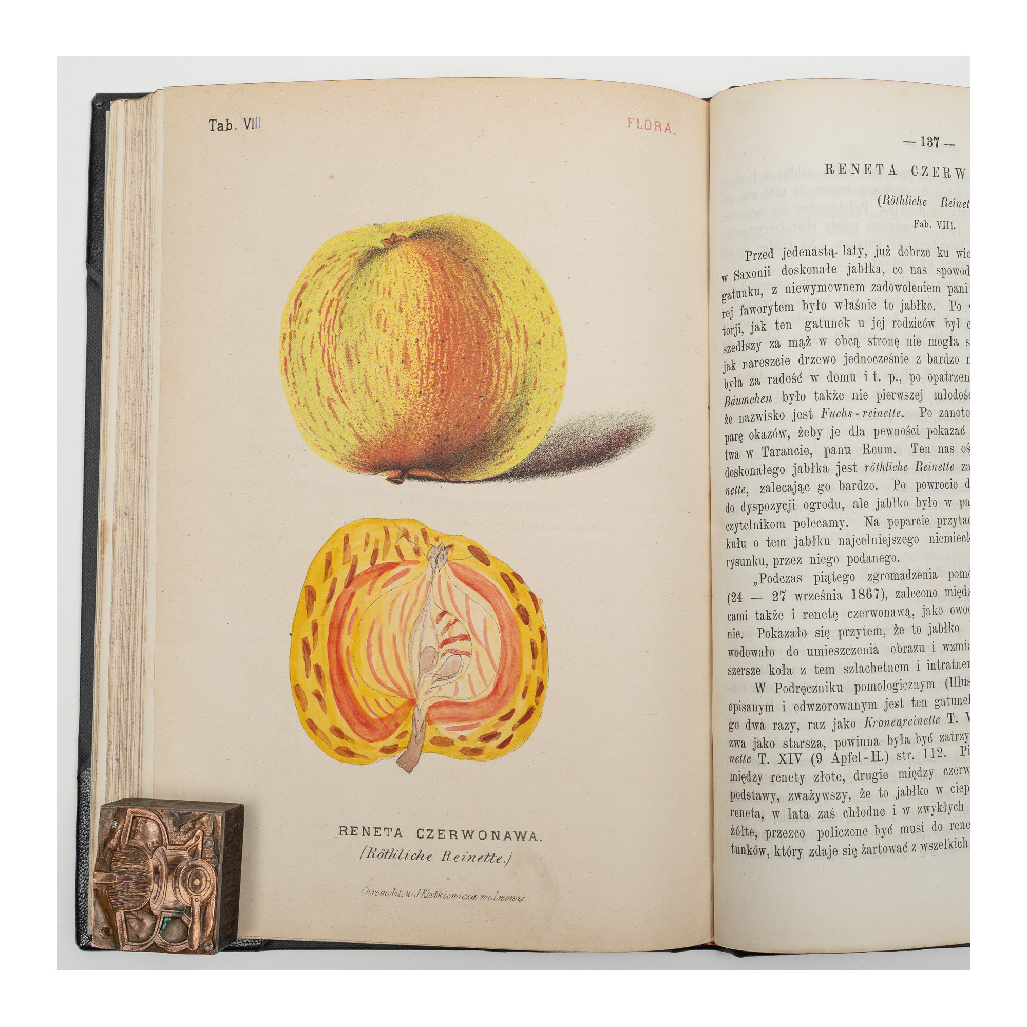 FLORA. Czasopismo botaniczno–ogrodnicze. Organ Lwowskiego Towarzystwa. I-VI,  1870