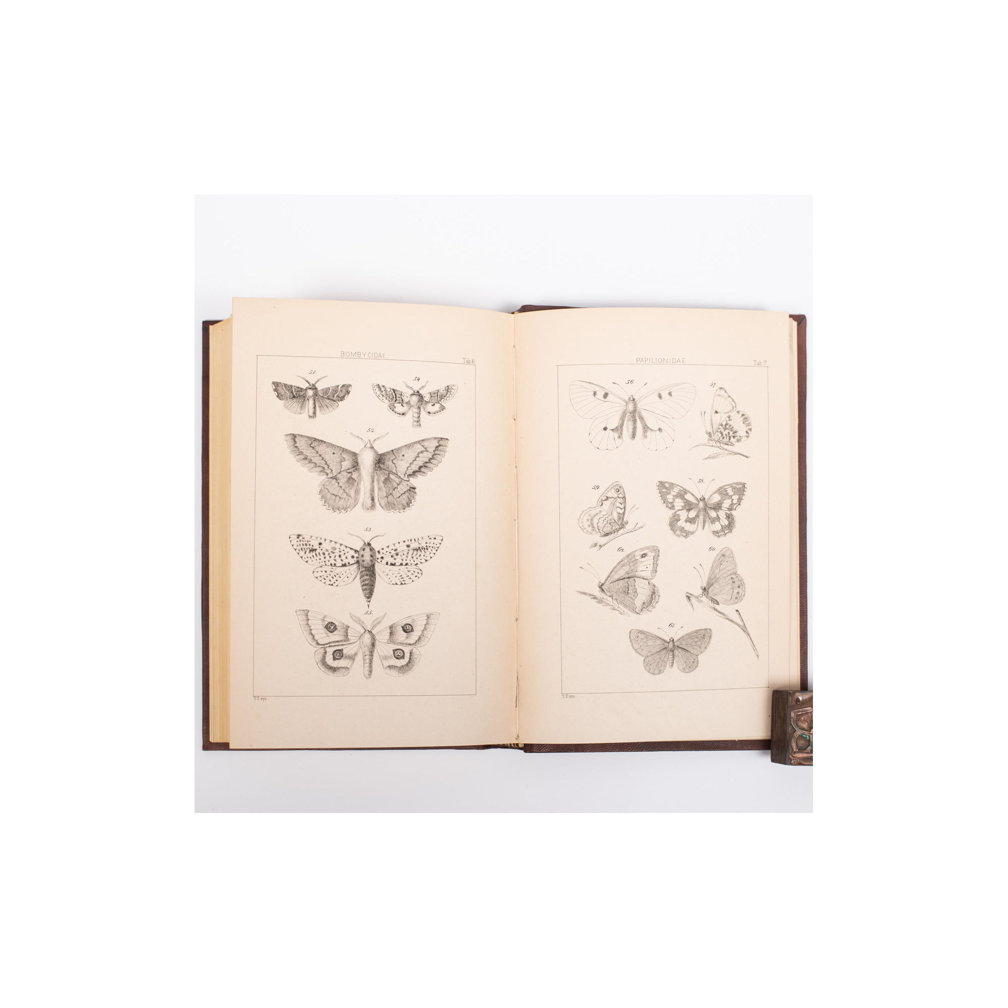 ŻEBRAWSKI T., Owady łuskoskrzydłe czyli motylowate z okolic Krakowa, Kraków 1860