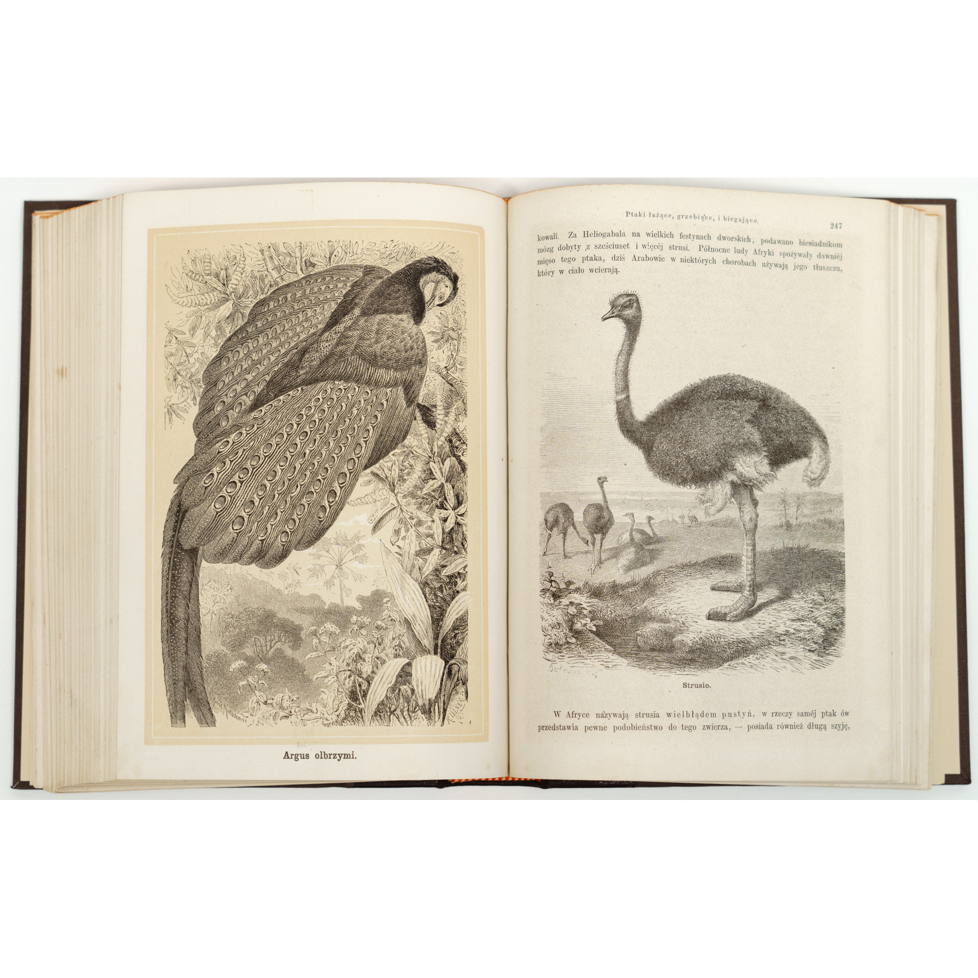 NIEWIADOMSKI W., Życie i obyczaje zwierząt według Brehma i innych najnowszych źródeł, Warszawa 1873