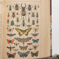 STRAESSLE Fr., Historya naturalna dla młodzieży. Wydanie czwarte, Warszawa 1887