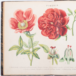 ROSTAFIŃSKI J., Botanika szkolna dla klas niższych, Kraków 1886