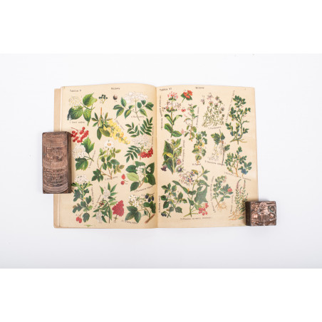 ARCT-GOLCZEWSKA M., Botanika na przechadzce. 16 tablic kol. Część I. Wydanie III, Warszawa [b.r.] 