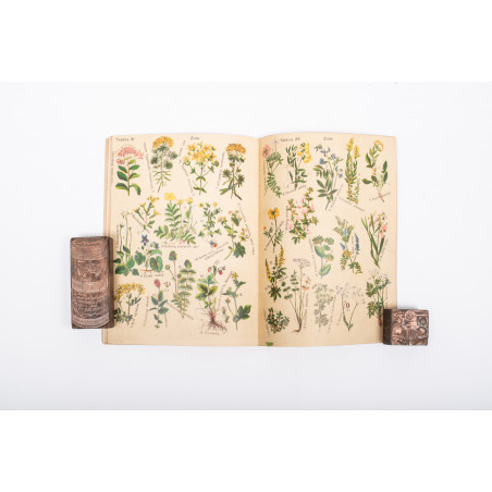 ARCT-GOLCZEWSKA M., Botanika na przechadzce. 16 tablic kol. Część I. Wydanie III, Warszawa [b.r.] 