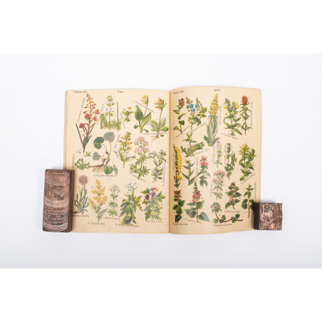 ARCT-GOLCZEWSKA M., Botanika na przechadzce. 16 tablic kol. Część I. Wydanie III, Warszawa [b.r.] 