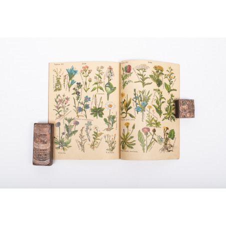 ARCT-GOLCZEWSKA M., Botanika na przechadzce. 16 tablic kol. Część I. Wydanie III, Warszawa [b.r.] 