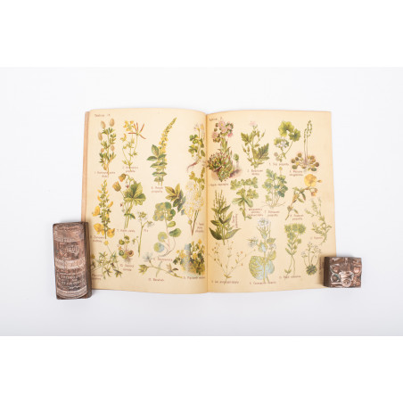 ARCT-GOLCZEWSKA M., Botanika na przechadzce. Część II. Wydanie II, Warszawa [1914]