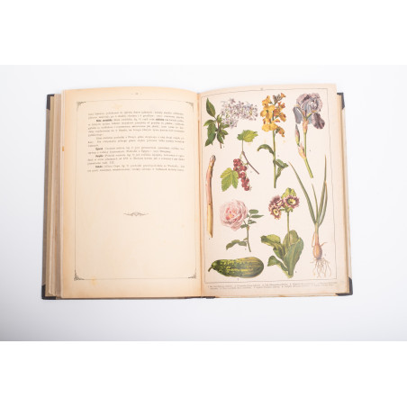 WERMIŃSKI F., Historia naturalna w obrazach. Botanika i mineralogia,  Warszawa 1893