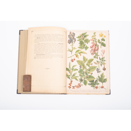 WERMIŃSKI F., Historia naturalna w obrazach. Botanika i mineralogia,  Warszawa 1893