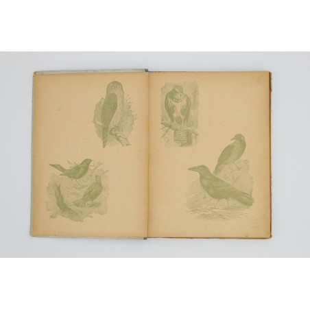 SCHLEYER A., Atlas ptaków. 30 tablic barwnych, Warszawa  1914