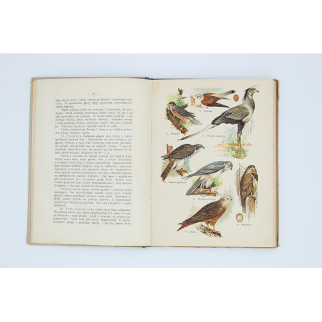 SCHLEYER A., Atlas ptaków. 30 tablic barwnych, Warszawa  1914
