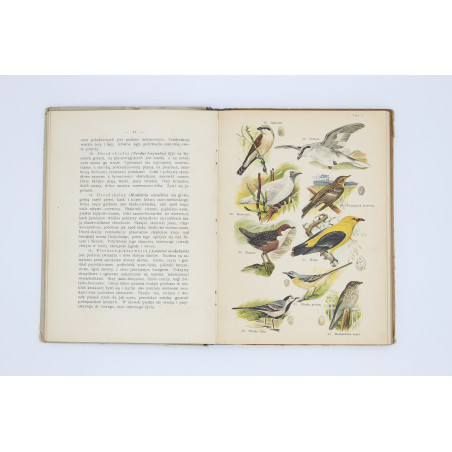 SCHLEYER A., Atlas ptaków. 30 tablic barwnych, Warszawa  1914