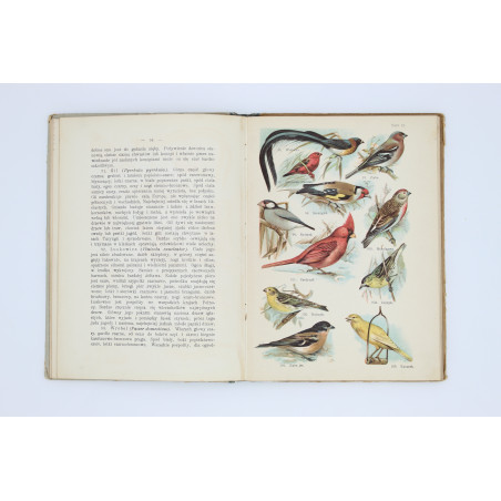 SCHLEYER A., Atlas ptaków. 30 tablic barwnych, Warszawa  1914